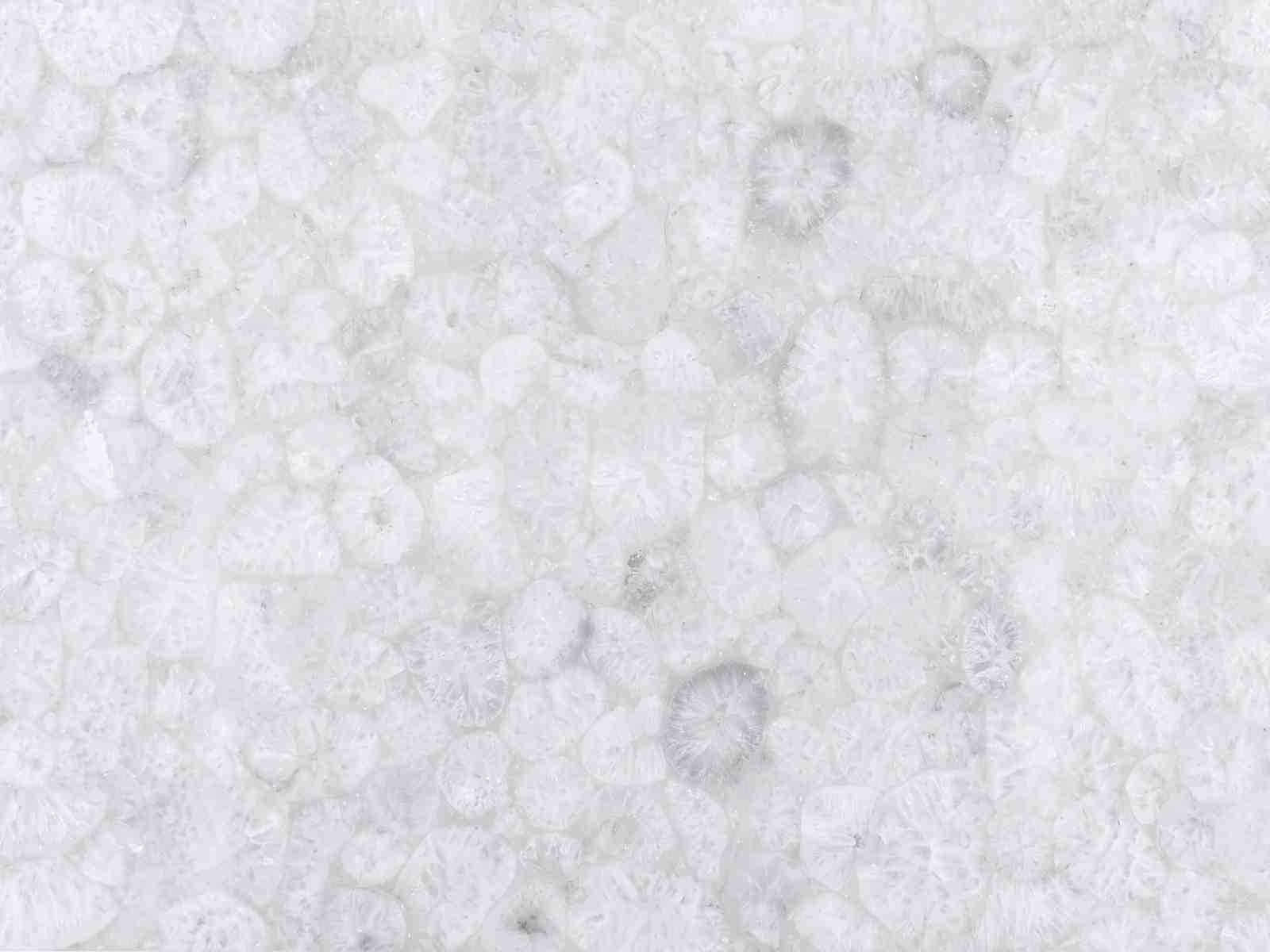 Crystal Jellyfish — Detail